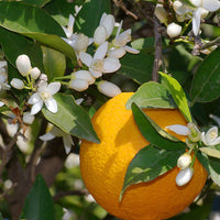 Orange Blossom Oil