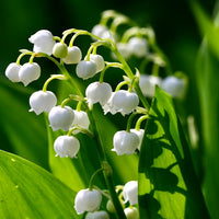 Lily of the Valley Oil