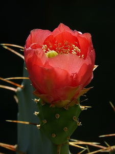 Desert Scents