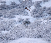 Winter Fragrance Oil