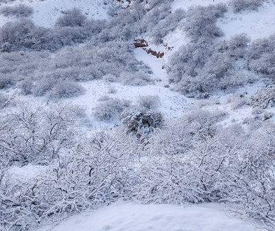 Winter Fragrance Oil