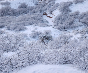 Winter Fragrance Oil