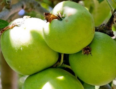 Apple Oil