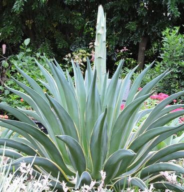 Blue Agave Oil
