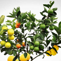 Sunny Citrus Fragrance Oil