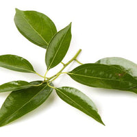 Camphor Essential Oil