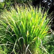 Lemongrass Essential Oil