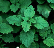 Patchouli Essential Oil