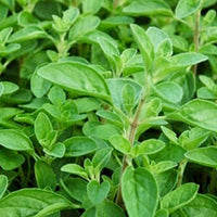 Marjoram Essential Oil