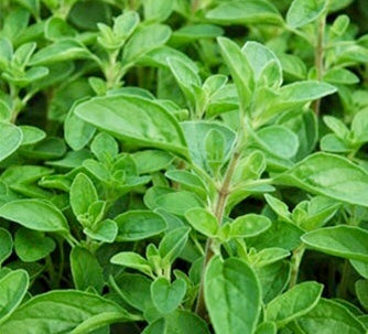 Marjoram Essential Oil