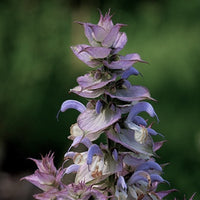 Clary Sage Essential Oil