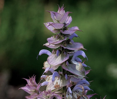 Clary Sage Essential Oil