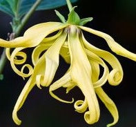 Ylang Ylang Essential Oil