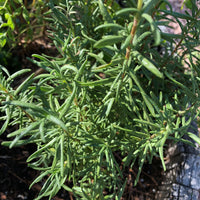 Rosemary Essential Oil