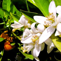 Neroli Oil