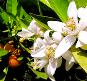 Neroli Oil