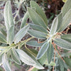 Sage Brush Oil