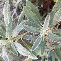 Sage Brush Oil