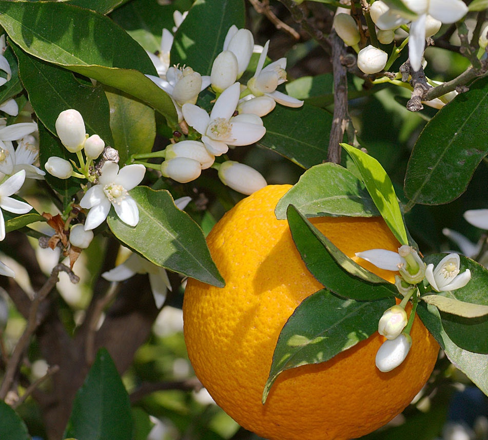 Orange Blossom Oil