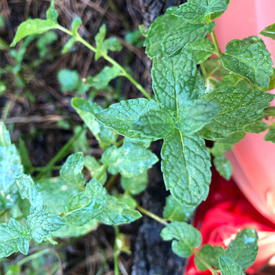 Peppermint Essential Oil