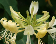 Honeysuckle Oil