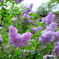 Lilac Oil