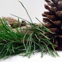 Cedarwood Essential Oil