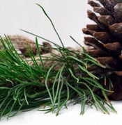 Cedarwood Essential Oil