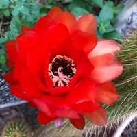 Desert Flower Oil