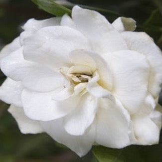 Gardenia Flower oil