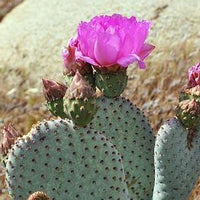 Prickly Pear Oil