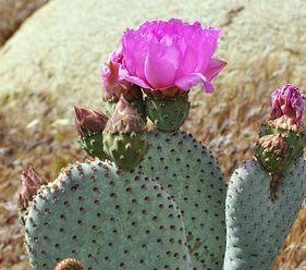 Prickly Pear Oil