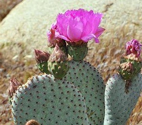 Prickly Pear Oil – A Gift From The Desert – Wyld