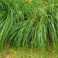 Vetiver Fragrance Oil