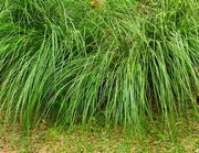 Vetiver Fragrance Oil