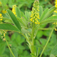 Sweet Clover Oil