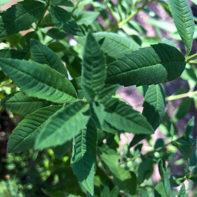 Verbena Oil