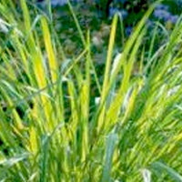 Citronella Essential Oil