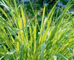 Citronella Essential Oil