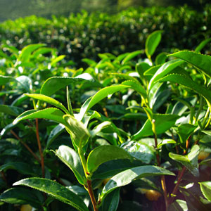 Tea Tree Essential Oil