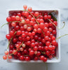 Red Currant Oil