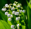 Lily of the Valley Oil