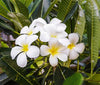 Frangipani Oil