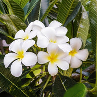 Frangipani Oil