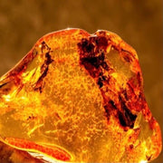 Amber oil