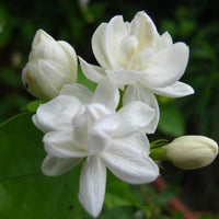 Jasmine Oil