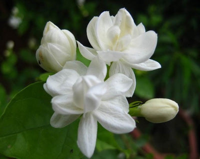 Jasmine Oil