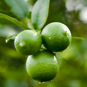 Lime Essential Oil