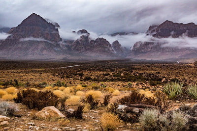 Mountain Rain Oil