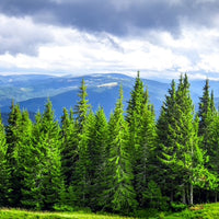Forest Pine Oil